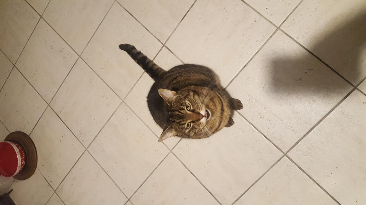 chat