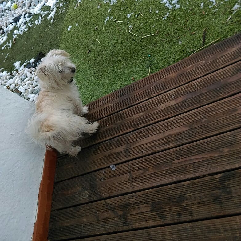 Didi