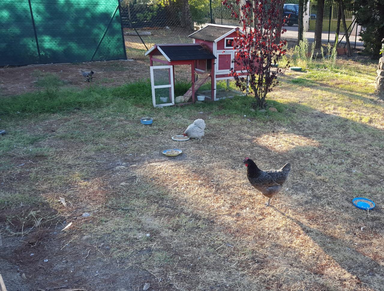 Les poules