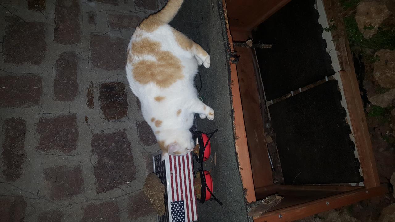 chat